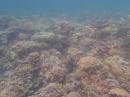 A variety of hard corals at Palolo Deep Marine Reserve